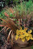 Chocolate, orange and copper colour themed  summer contianer - Solenostemon 'Freckles' with Phormium 'Pink Panther', Festuca 'Sea Urchin', Phygelius x rectus 'Winchester Fanfare', Carex buchananii and Heuchera 'Chocolate Ruffles'