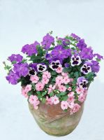 Petunias, Impatiens and pansies in a weathered terracotta pot