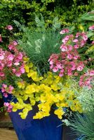 Blue glazed container with long lasting summer colour from Diascia 'Little Dancer', Festuca 'Blue Fox' and yellow leaved creeping Jenny, Lysimachia nummularia 'Aurea'