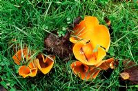 Aleuria ayrantiana - Orange Peel Fungus