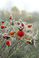 Rosa 'Scharlachglut' - Hips rimed with frost