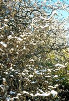 Salix babylonica var. pekinensis 'Tortuosa' freaked with snow