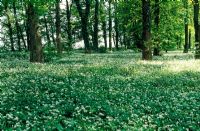 Allium hirsutum carpeting the ground in deciduous woodland