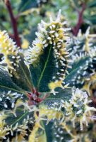 Ilex aquifolium 'Ferox Argentea with frost