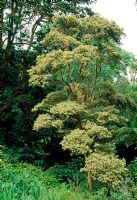 Myrtus luna 'Glanleam Gold'