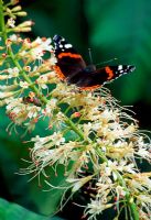 Aesculus parviflora with Red Admiral butterfly 