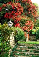 scarlet vitis cognetiae climbs into a nearby yew above steps linking the garden's terraces at Iford Manor, Bradford-on-Avon, Wiltshire