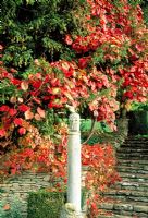 Scarlet Vitis cognetiae climbs into a nearby yew above steps linking the garden's terraces - Iford Manor, Bradford-on-Avon, Wiltshire