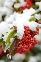Pyracantha with red berries covered in snow
