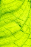 Lysichiton americanus - Skunk cabbage leaf