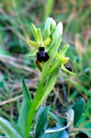 Ophrys sphegodes - Early spider orchid