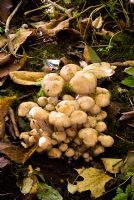 Lyophyllum descastes - Young edible group of fried chicken mushroom 