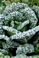 Brassica 'Vertus' - Savoy cabbage in Autumn frost