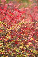 Berberis thunbergii in autumn