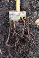 Phaseolus coccineus - Runner bean roots grown through the remains of a peat pot