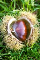 Castanea sativa - Single sweet chestnut in its open pod on grass