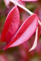 Trachelospermum jasminoides - Star jasmine leaf autumn