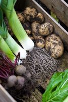Wooden crate of freshly cropped organic vegetables including - Potatoes, leek, beetroot and perpetual spinach