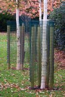 Young silver birch trees protected by wire cages which are supported by wooden posts