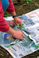 Man spreading damp newspaper around young marrow plants to suppress weed seedlings on allotment. Newspaper is then cover with thin layer of soil or straw.
