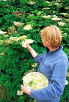 Woman picking Sambucus nigra - Elderflowers