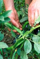 Man picking Vicia faba - broad beans 