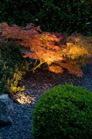 Spot light illuminating Acer in garden