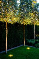 Uplighters illuminating trees in garden
