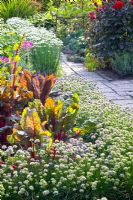 Potager garden with Allium senescens, Allium tuberosum and Beta vulgaris 'Vulkan'