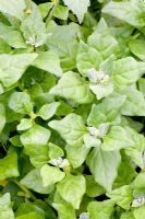 Tetragonia expansa - New Zealand spinach 