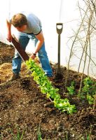 Man planting row of lettuces that have been sown in gutter