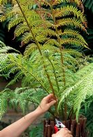Woman cutting off old leaves of Dicksonia antarctica - Tree Fern