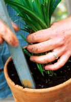 Planting Agapanthus in pot - Firming compost around roots