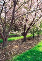 Blossom on Prunus - Cherry trees at Brogdale 