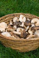 Freshly harvested edible wild mushrooms in a basket. Fried chicken mushrooms - Lyophyllum decastes, Brauner Rasling, Chicken Mushroom, Clustered Domecap, Lyophille en touffes, Tricolome agrégé
