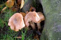 Armillarea mellea - Honey Fungus, edible wild mushroom