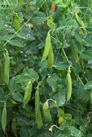 Pisum sativum 'Feltham First' - Peas