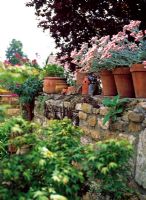 Plants in terracotta pots on top of old stone wall