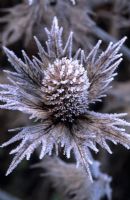 Eryngium giganteum - Frosted seedhead