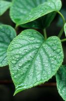 Schizophragma hydrangeoides 'Moonlight' - New foliage with raindrops