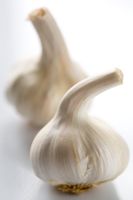 Allium savitum - Garlic