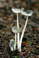 A tall, fragile grey Agaric which thrives in a habitat of leaf litter or charred wood