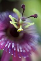 Passiflora - Passion flower in Norfolk garden conservatory in August