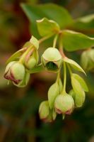 Helleborus - Stinking Hellebore has an unpleasant scent and can cause skin irritation, borne in clusters late winter to early spring