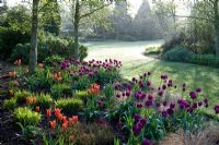 Magical early morning light in spring with quite heavy dew on the ground and bed of tulips - Broadview Gardens, Kent 