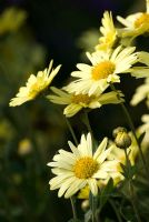 Chrysanthemum 'Early Yellow'