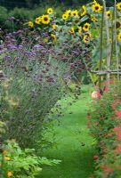 Path throught the vegetable garden with Verbena bonariensis at Loseley 