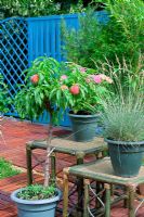 Peach tree and ornamental grass in pots