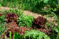 Mixed lettuces in border