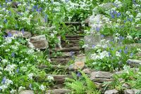 Sloping terrain of Blackpool Gardens carpeted with bluebells, red campion, wild garlic and Solomon's Seal in spring